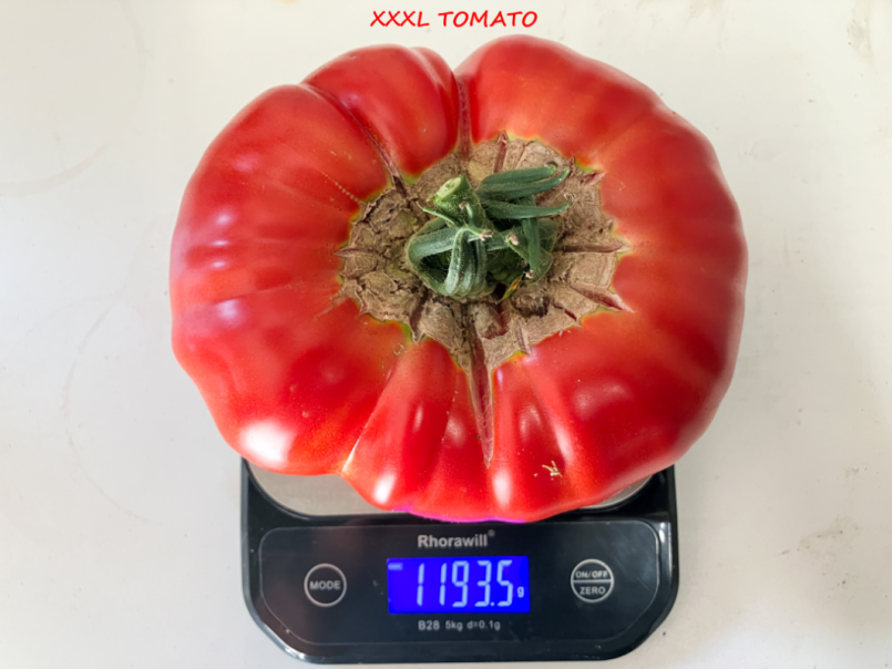 01 Tomaten 2025-07-14 02 Knockout 1194g.png