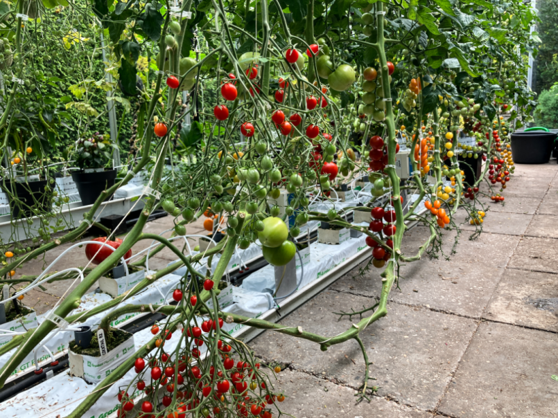 02 Tomaten 2025-07-11 01.png