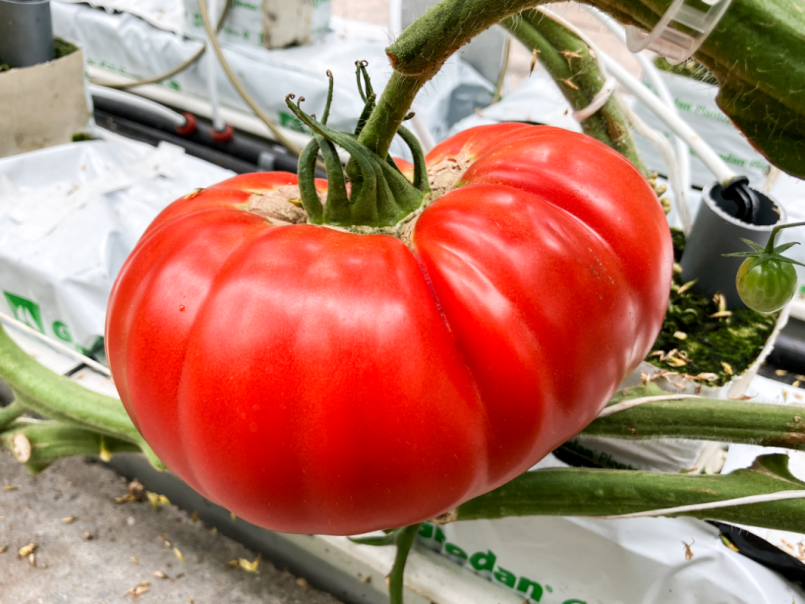 02 Tomaten 2025-07-11 22 Knockout.png