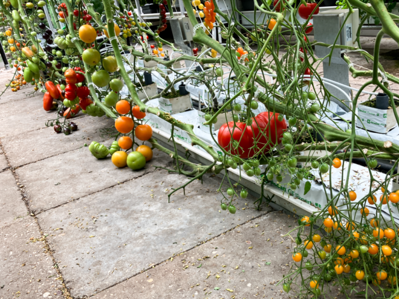 03 Tomaten 2025-07-11 02.png