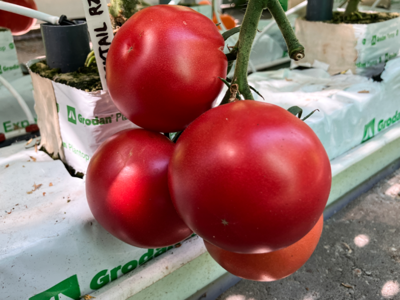 04 Tomaten 2025-07-04 03 Tomimmaru muchoo.png
