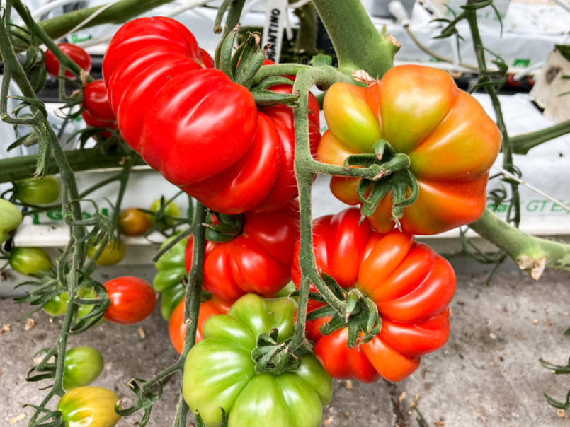 05 Tomaten 2025-07-11 17 Costoluto F.png