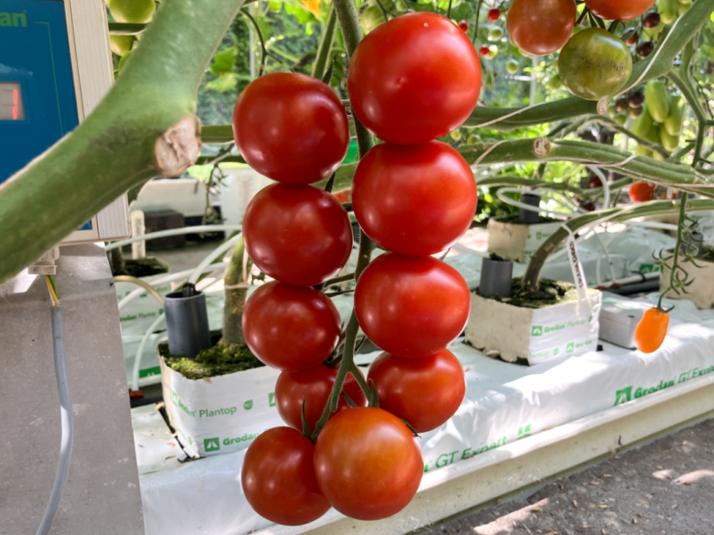 06 Tomaten 2025-07-04 09 Cocktail RZ.png