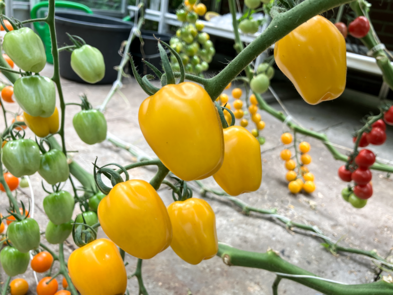 07 Tomaten 2025-07-11 12 Appleberry Yellow.png