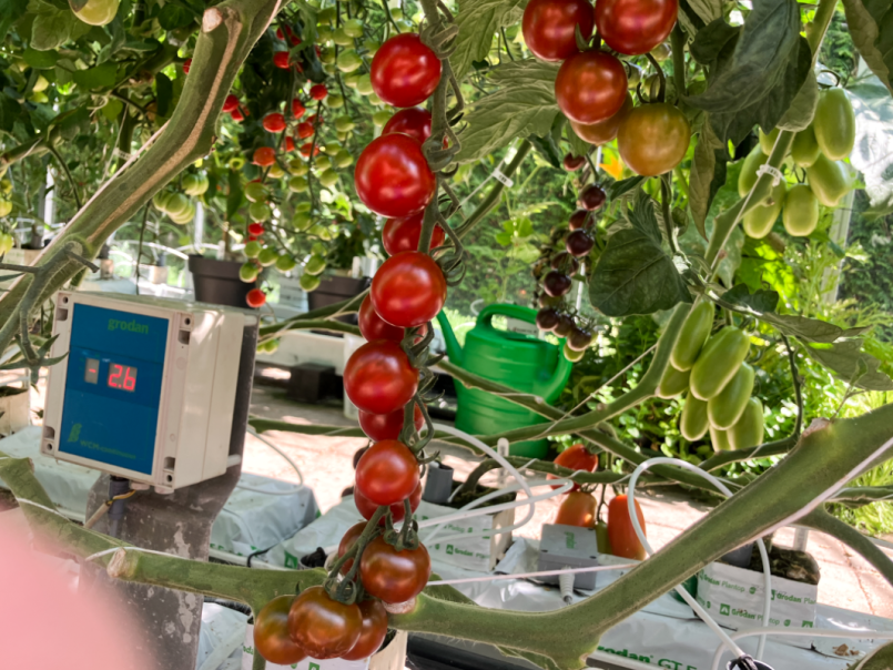08 Tomaten 2025-07-04 12 Solena Choco.png