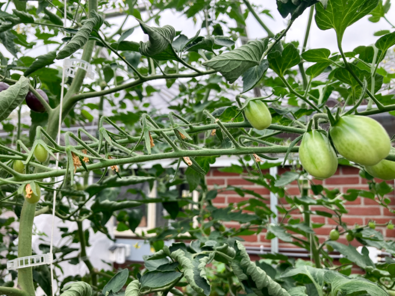 09 Tomaten 2025-07-12 01 slechte zetting.png