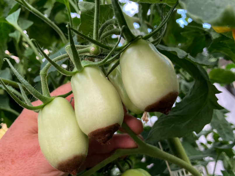 10 Tomaten 2025-07-12 03 neusrot.png