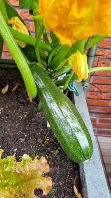 1e courgette plant 10.jpg