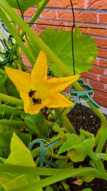 2 Hommels in courgette.jpg