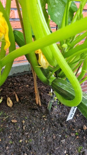 2e courgette plant 10.jpg