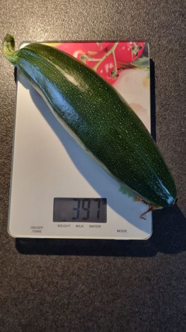 2e courgette plant 10 foto 2.jpg