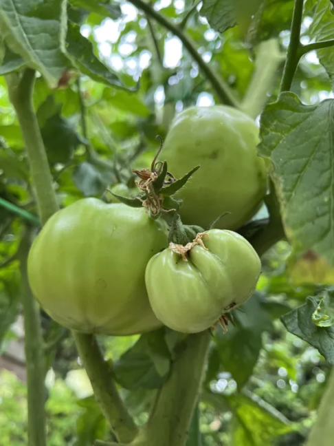 6-7 - Black krim.png
