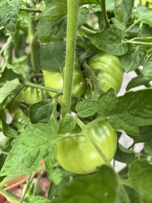 6-7 - Black krim 2.png