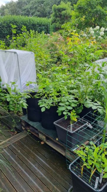 Aardappelen.jpg