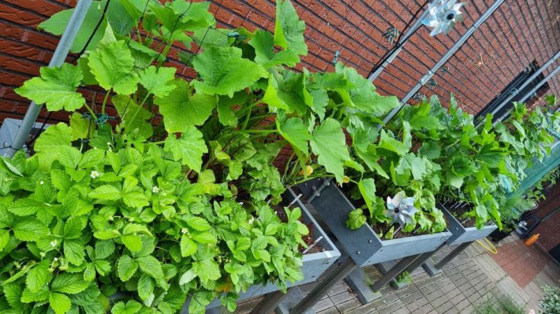Courgetteveld.jpg