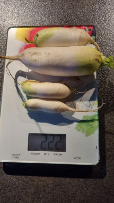 Mooli oogst.jpg