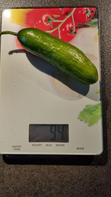 No 1 plant 8 Iznik H, 94 gr.jpg