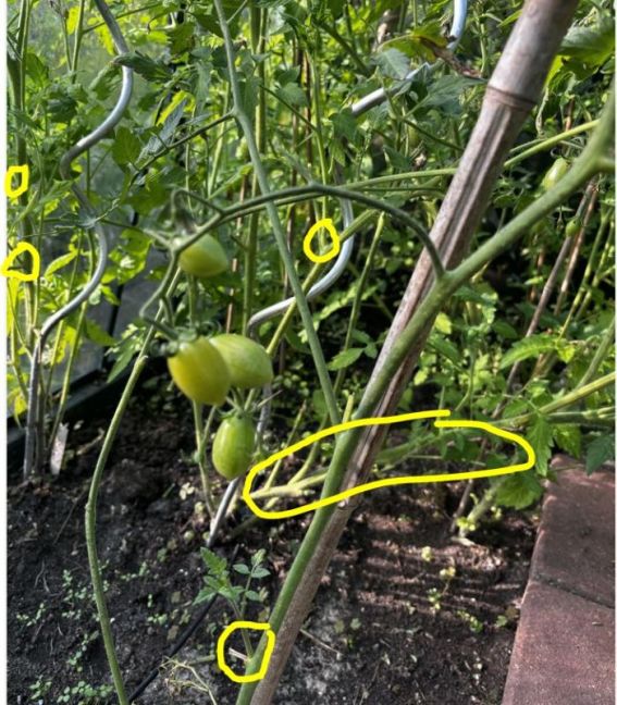 niet goed gedieft.JPG