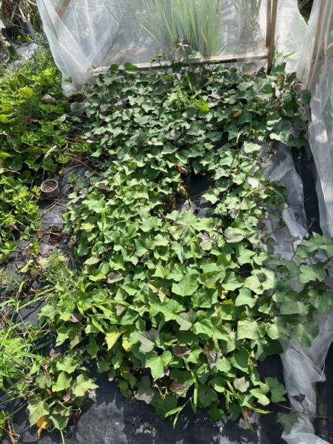 thumbnail_image0 (7).jpg