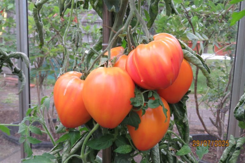tomaat25_6.JPG