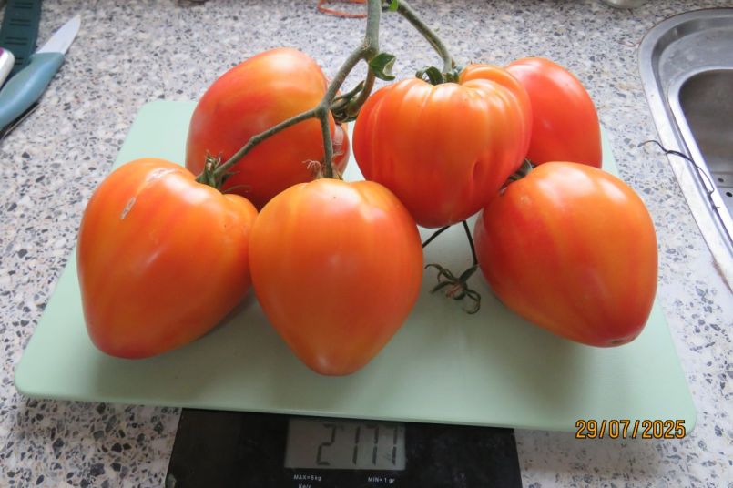 tomaat25_7.JPG