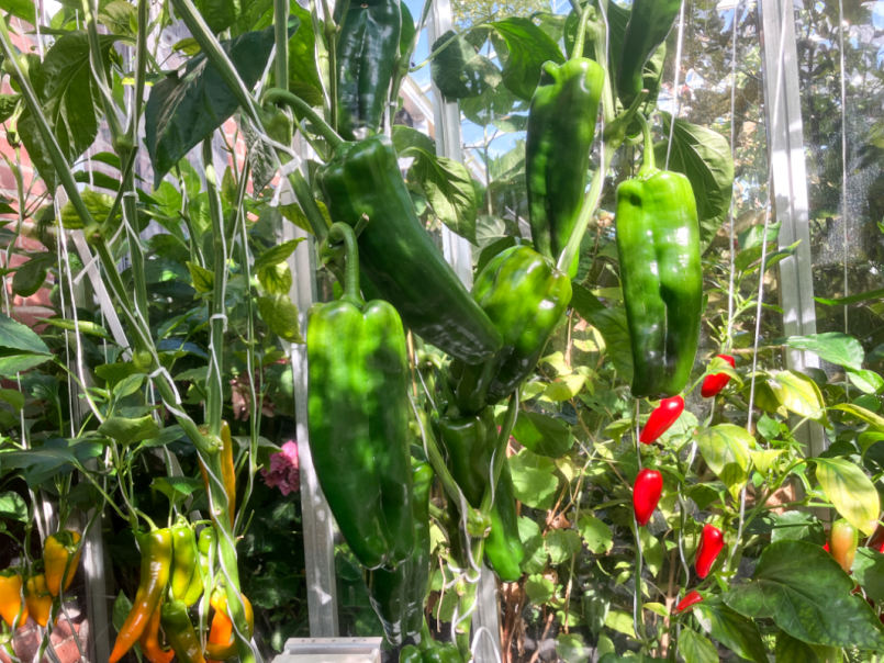 02 Paprika 2025-07-21 08 Massouca Arwen Snack RZ Timia.png