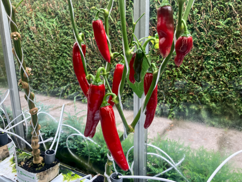 02 Pepers 2025-08-01 04 Jalapeno M.png