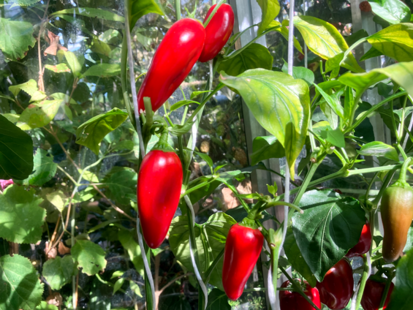 03 Paprika 2025-07-21 06 Arwen.png