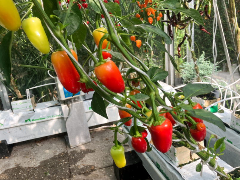 03 Pepers 2025-08-01 08 Jalapeno White.png