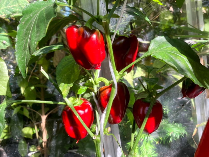 04 Paprika 2025-07-21 12 California Wonder.png