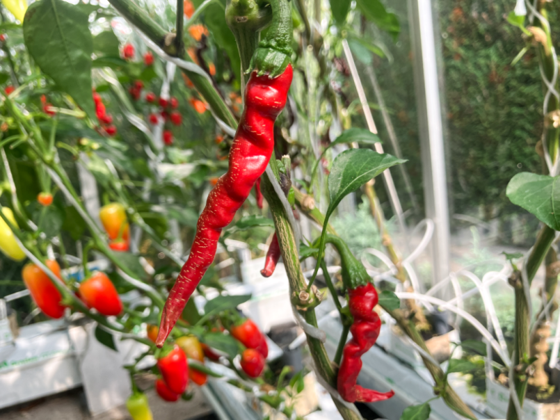 04 Pepers 2025-08-01 11 Cayenne Long Slim.png