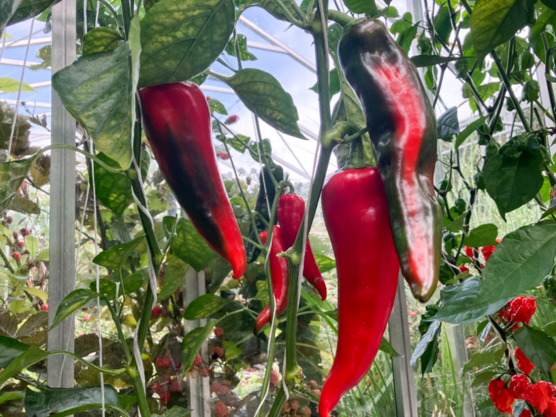 05 Paprika 2025-08-01 02 Thor.png