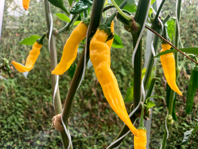 05 pepers 2025-08-01 14 Lemon Drop.png