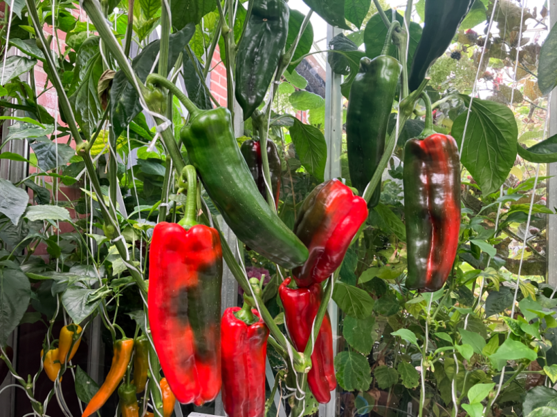 06 Paprika 2025-08-01 03 Massouda Kornelya.png