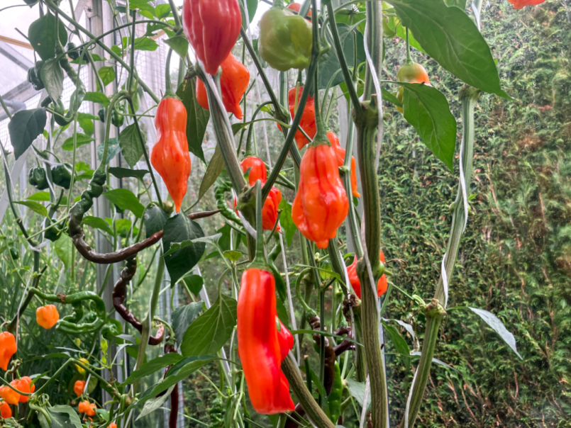 06 Pepers 2025-08-01 16 Zebrange.png