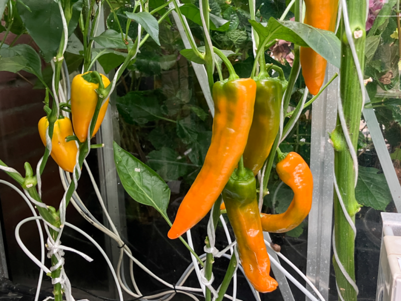 07 Paprika 2025-08-01 04 Timia Snack RZ.png