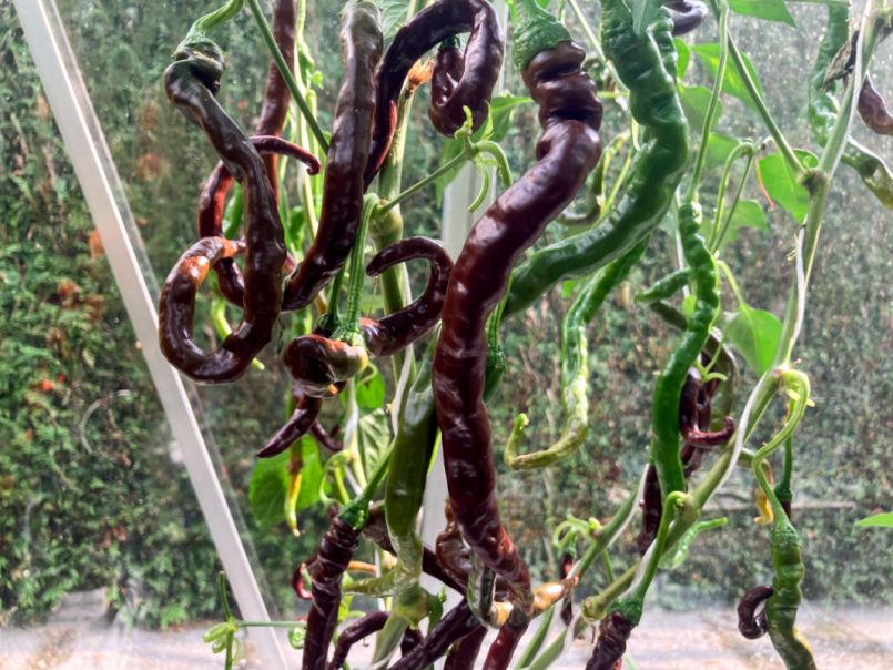 07 Pepers 2025-08-01 19 Thunder Cacho Brown.png