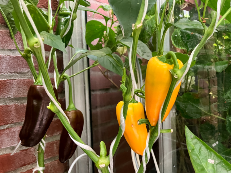 08 Paprika 2025-08-01 05 Snack RZ Sweet Chocolate.png