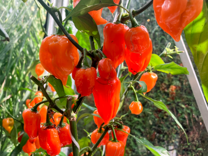 08 Pepers 2025-08-01 21 Habanero Orange.png