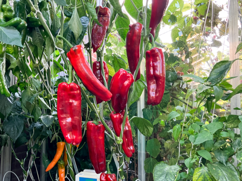 09 Paprika 2025-08-11 02 Kornelya Massuoda.png