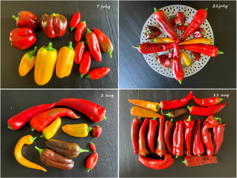 10 Paprika 2025-08-24 oogst collage bijgesneden.png