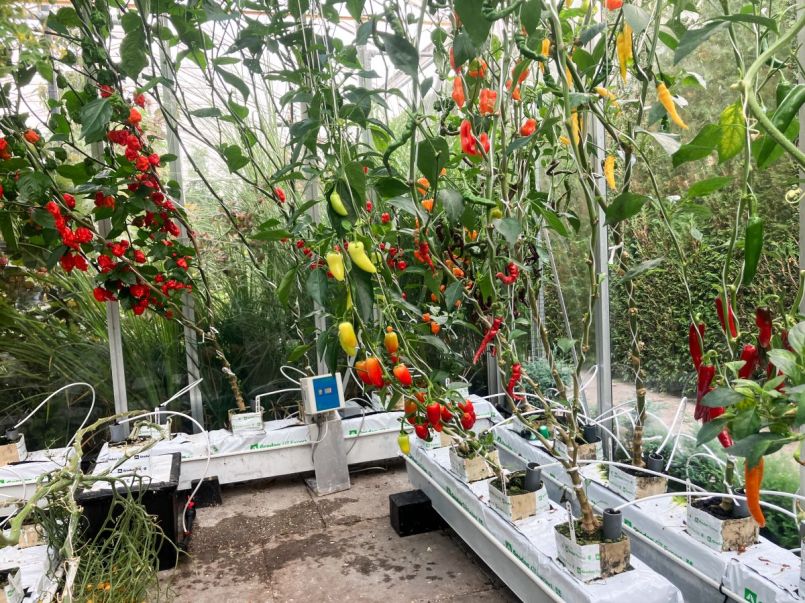 Pepers 2025-08-01 01.jpg