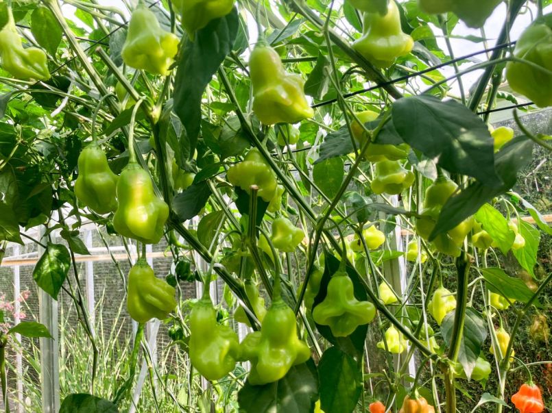 Pepers 2025-08-01 17 Zebrange.jpg