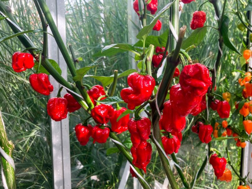 Pepers 2025-08-01 23 Carolina Reaper Buzzy.jpg