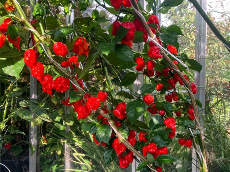 Pepers 2025-08-01 26 Carolina Reaper 123z 2023.jpg