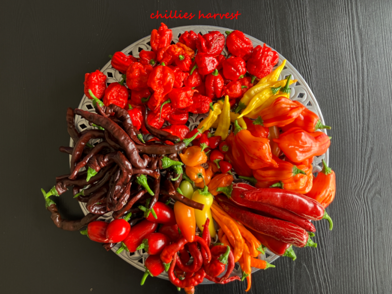 Pepers 2025-08-17.png