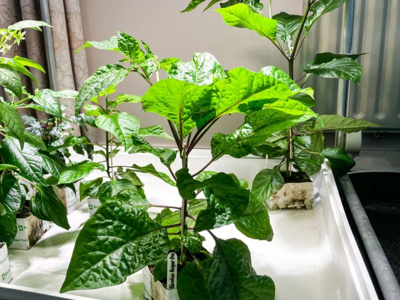 Pepers en paprika 2025-04-06 03 CR Red.jpg