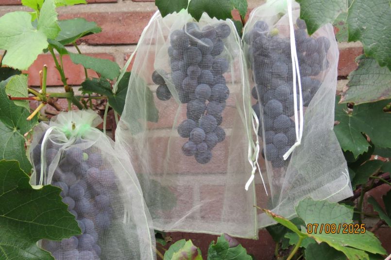 druif25_3.JPG