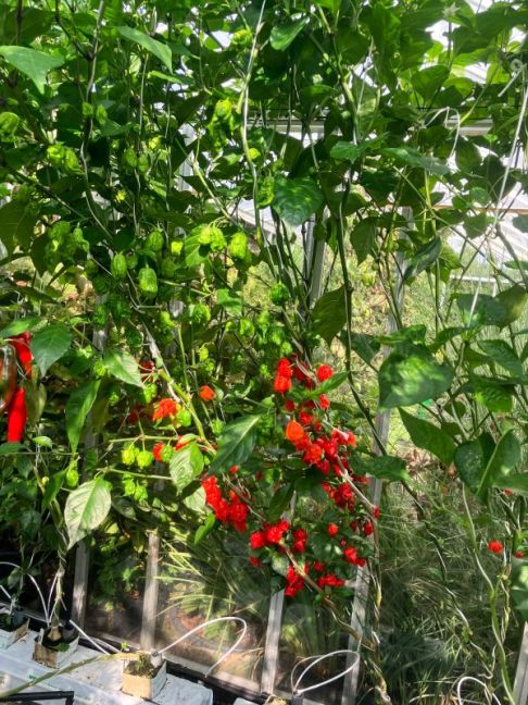 pepers 2025-08-01 02 Carolina Reaper.jpg