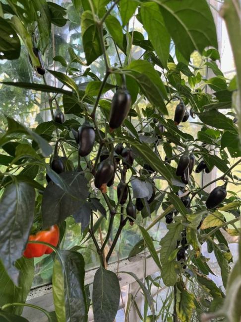 thumbnail_image0 (3).jpg